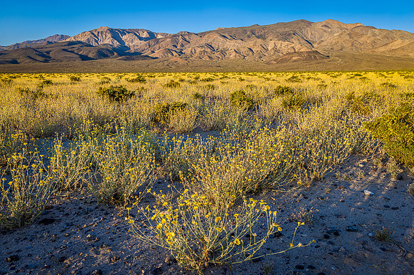 Evening Light on Desert Sunflowers