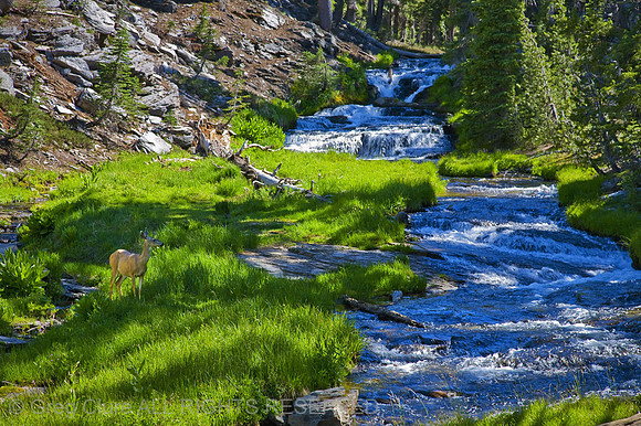 Doe at Kings Creek Falls