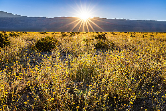 Sunrise Sunstar Over Sunflower Patch