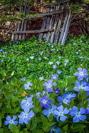 Periwinkle Potpourri, Soberanes Canyon