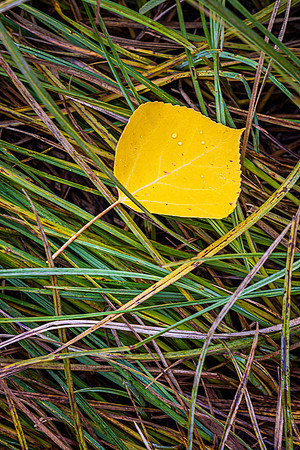 Aspen Leaf on Grass, Cedar Breaks NM