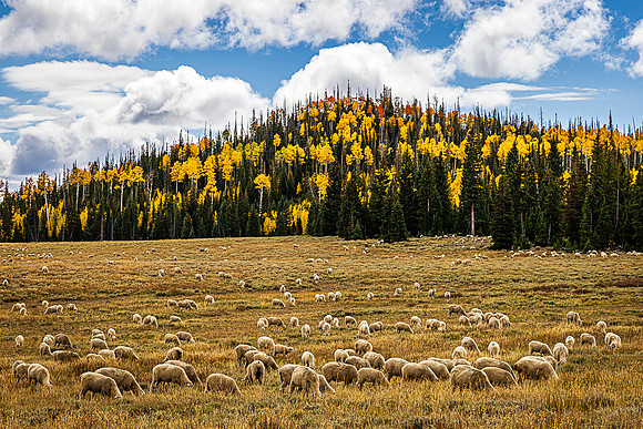 Sheep Grazing High Alpine Meadow, Highwat 14