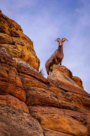 The Hills Have Eyes, Coyote Buttes South, Paria Canyon-Vermillio