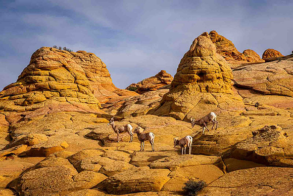 Desert Big Horn Harem, Coyote Buttes South, Paria Canyon-Vermill