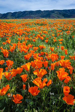 Poppy Potpourri, South End between 80th & 90th Street