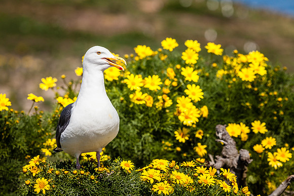 Seagull Bouquet