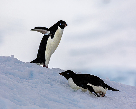 Adellie Penguin Pair 3