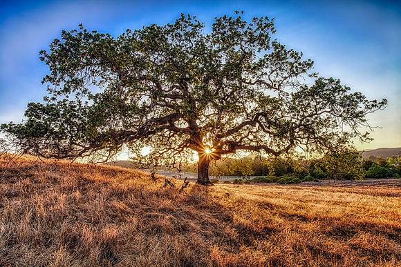 Oak Sunset