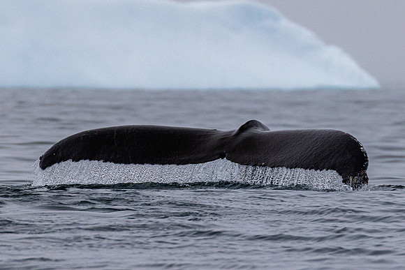 Humpback Fluke 1