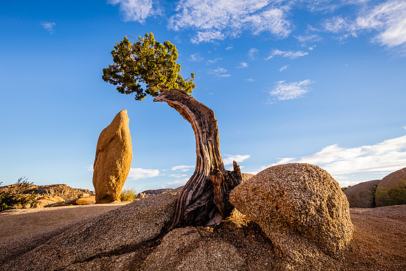 Pinion Pine Sunset, Joshua Tree NP