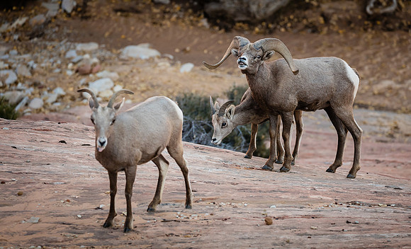 Scent Check, Zion NP