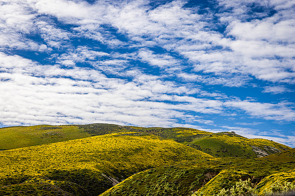 Yellow Hilltop, Carrizo Plain NM
