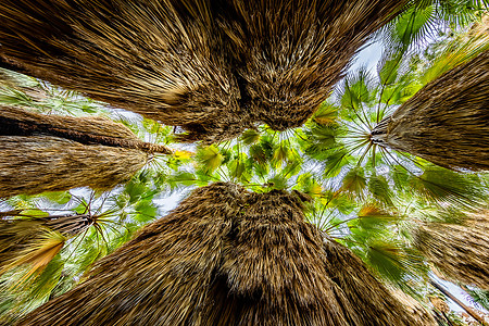 Palm Canopy, Joshua Tree National Park