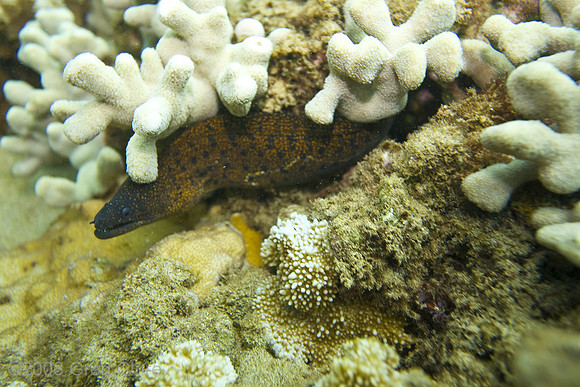 Ka'anapali Beach Moray, Maui