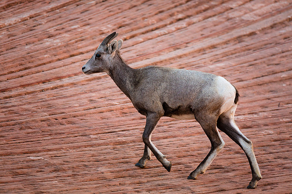 On The Lamb, Zion NP