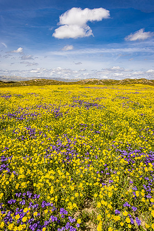 Carrizo Pottourri, , Carrizo Plain NM