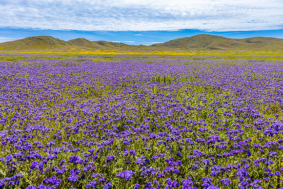 Purple Pride, Carrizo Plain NM