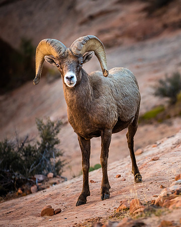 The Staredown, Zion NP
