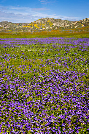 Purple Fields, Carrizo Plain NM