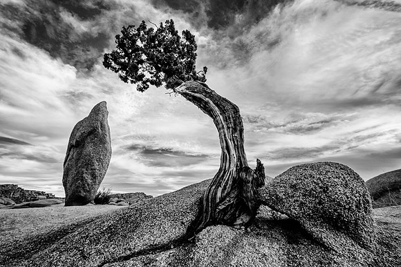 Boulder, Pine & Monolith (B&W), Joshua Tree National Park