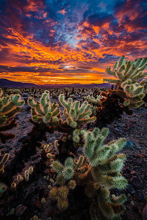 Twilight Glow, Joshua Tree National Park
