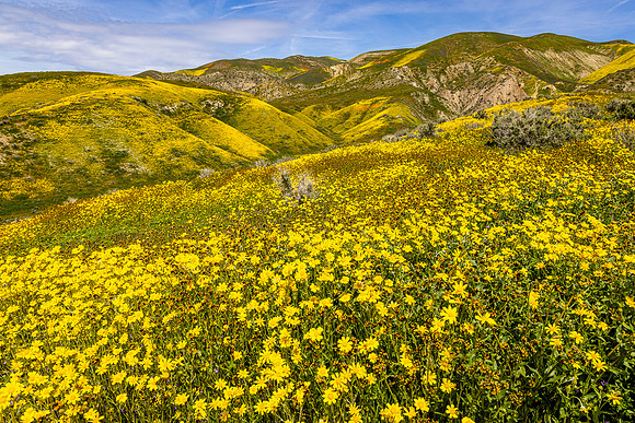Daisies & Fiddleback, Carrizo Plain NM