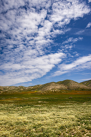 Cream Cups and Cloudy Blue Sky, Carrizo Plain NM