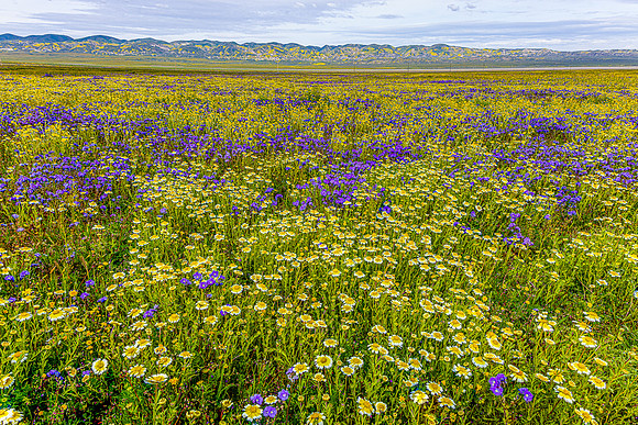 Valley Floor, Carrizo Plain NM