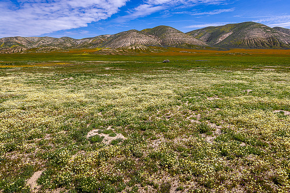 Cream Cups, Carrizo Plain NM