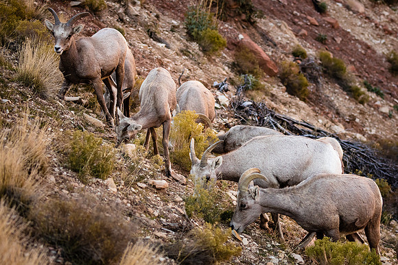 Hillside Gathering, Zion NP