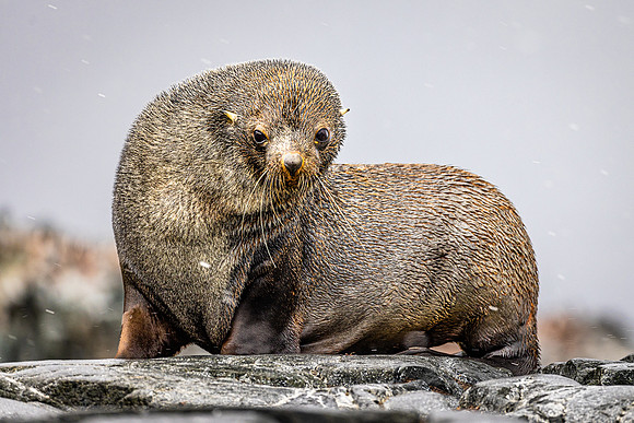 Antarctic Fur Seal 1