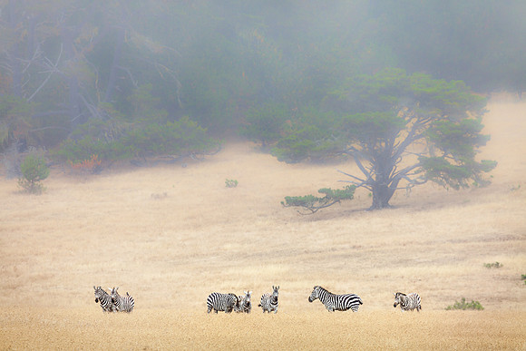 Striped Horses, California's Central Coast