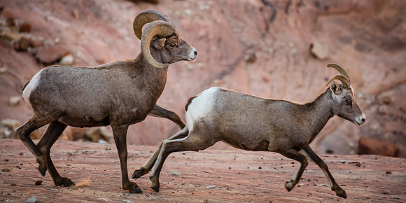 The Chase, Zion NP