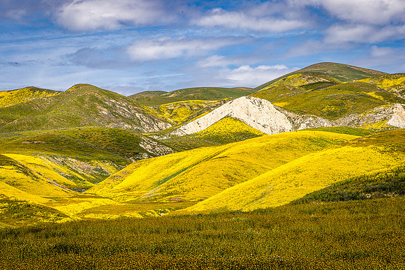 Fiddleback & Daisies, Carrizo Plain NM