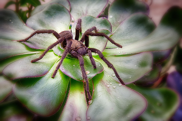 Tarantula