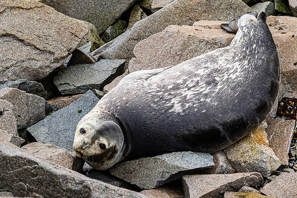 Weddell Seal