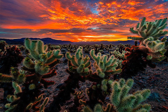 Cholla Twilight, Joshua Tree National Park