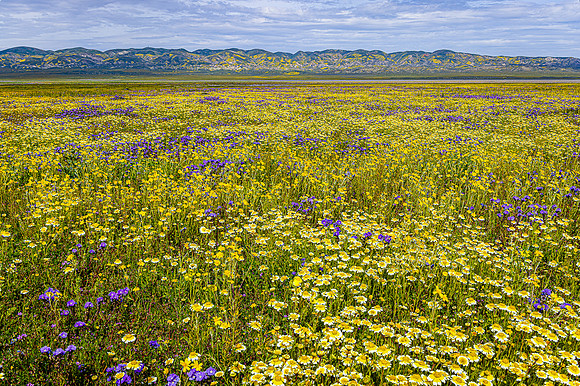 Valley Kaleidoscope, Carrizo Plain NM