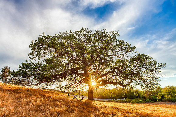 Oak Star
