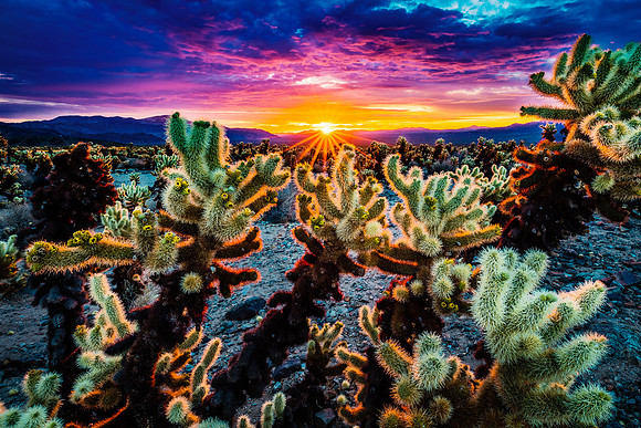 Colorful Sunrise, Joshua Tree National Park