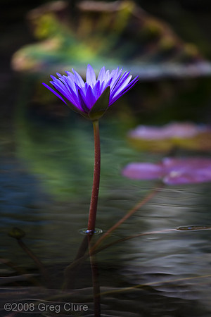 Purple Lilly Flower, Maui