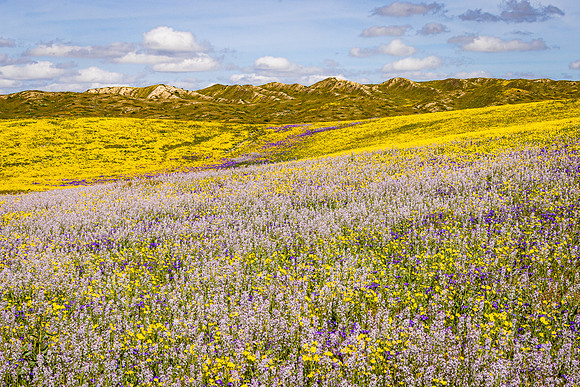 Lemmon's Mustard and Friends, Carrizo Plain NM