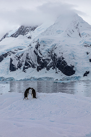 Adellie Penguin Pair 2