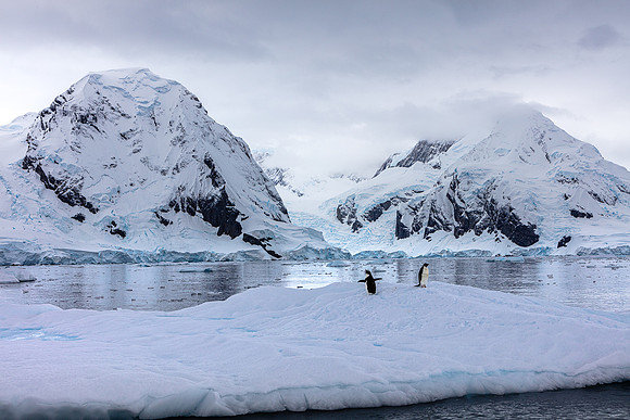 Adellie Penguin Pair 1