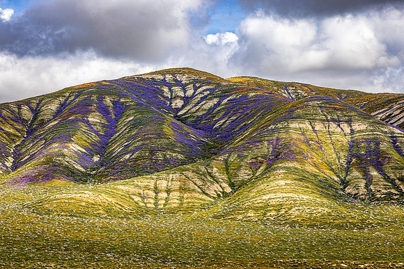 Deep Purple, Carrizo Plain NM