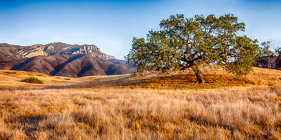 Oak & Mountain