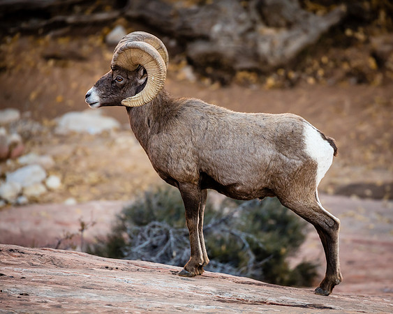 Regal Stance, Zion NP