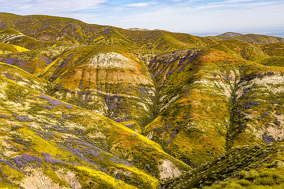 Yellow-Purple Mix, Carrizo Plain NM