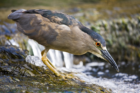 Night Heron Hunting, Maui