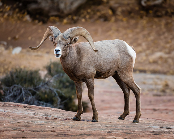 Ready for Action, Zion NP